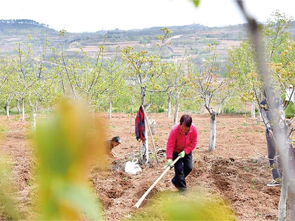 卢氏国家储备林核桃基地建设及经营项目